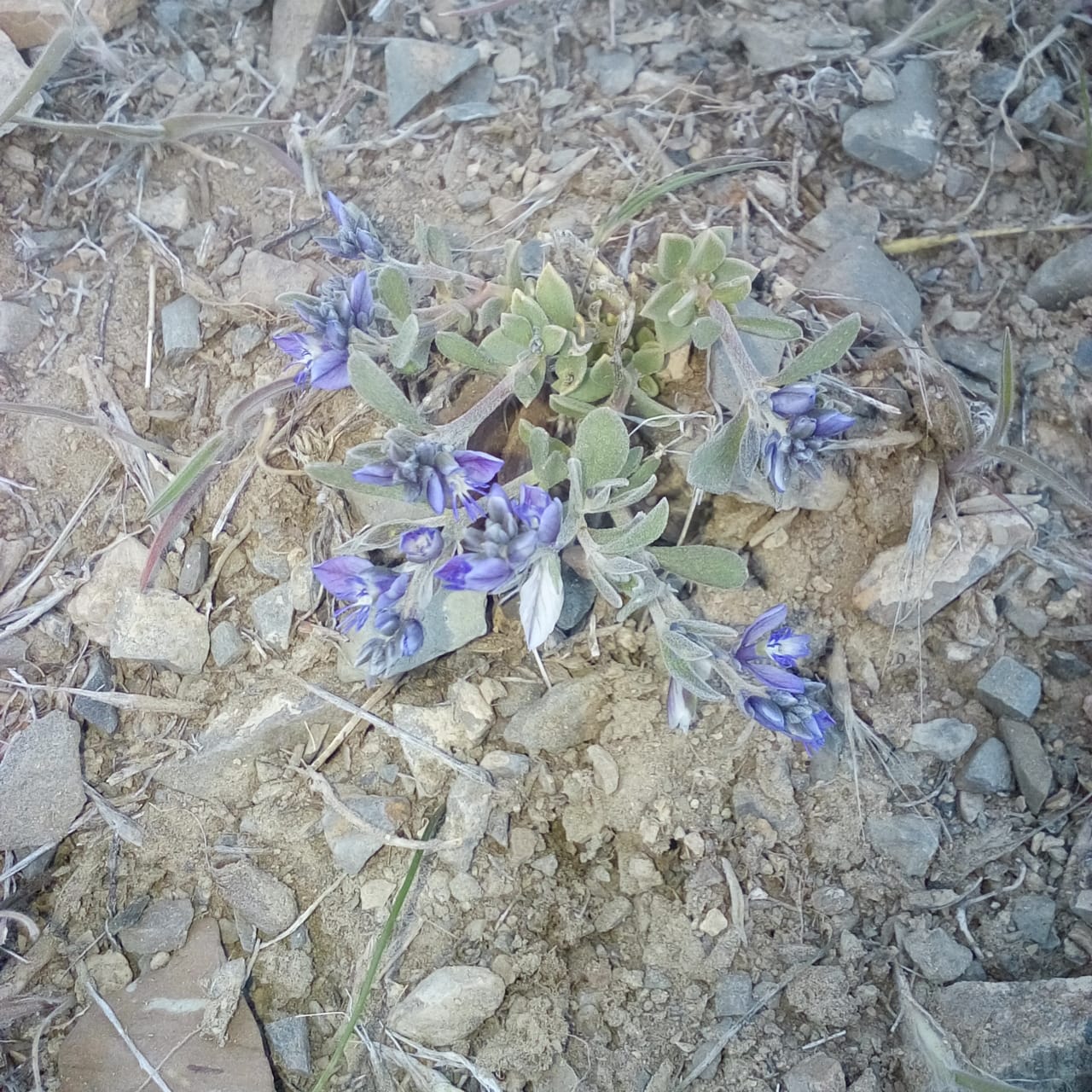 Image of Polygala pruinosa specimen.