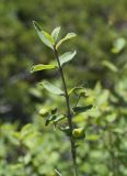 Lonicera microphylla