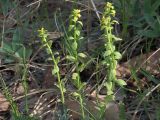 Euphorbia virgata