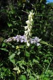 Aconitum krylovii