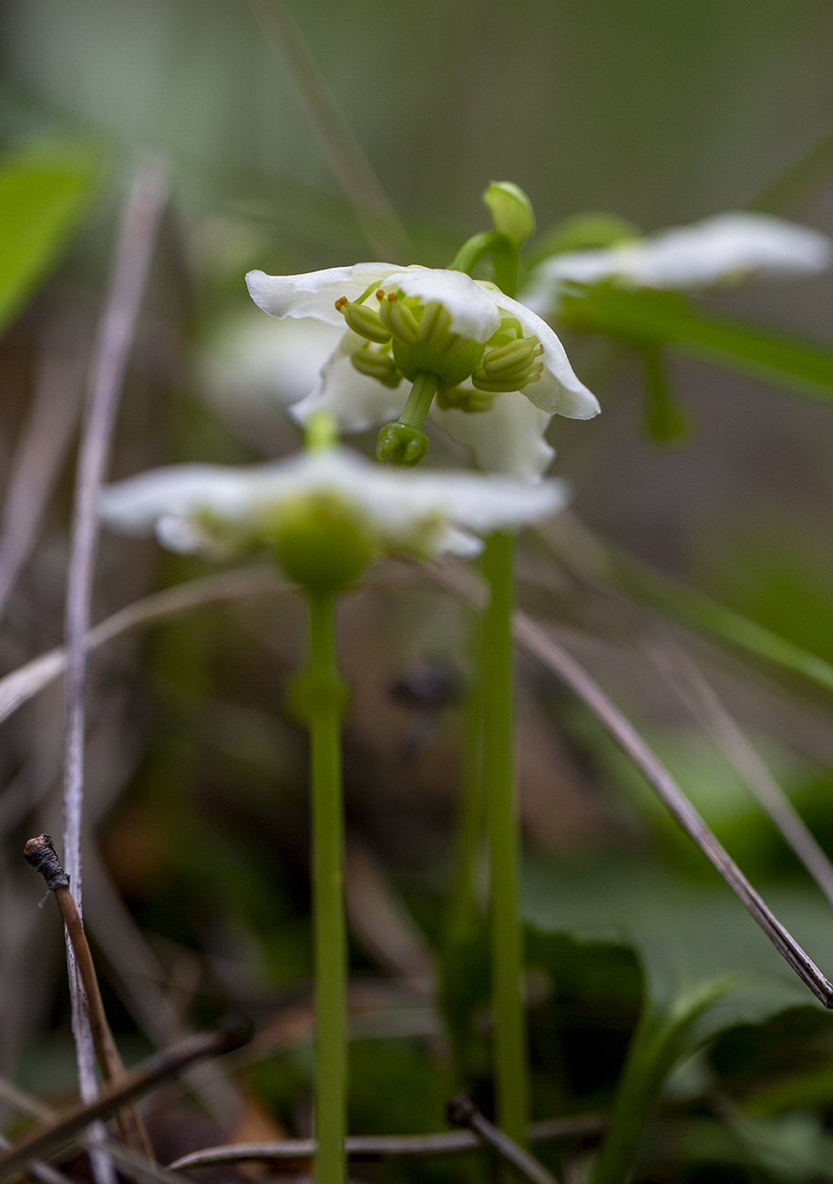 Image of Moneses uniflora specimen.