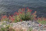 Centranthus ruber