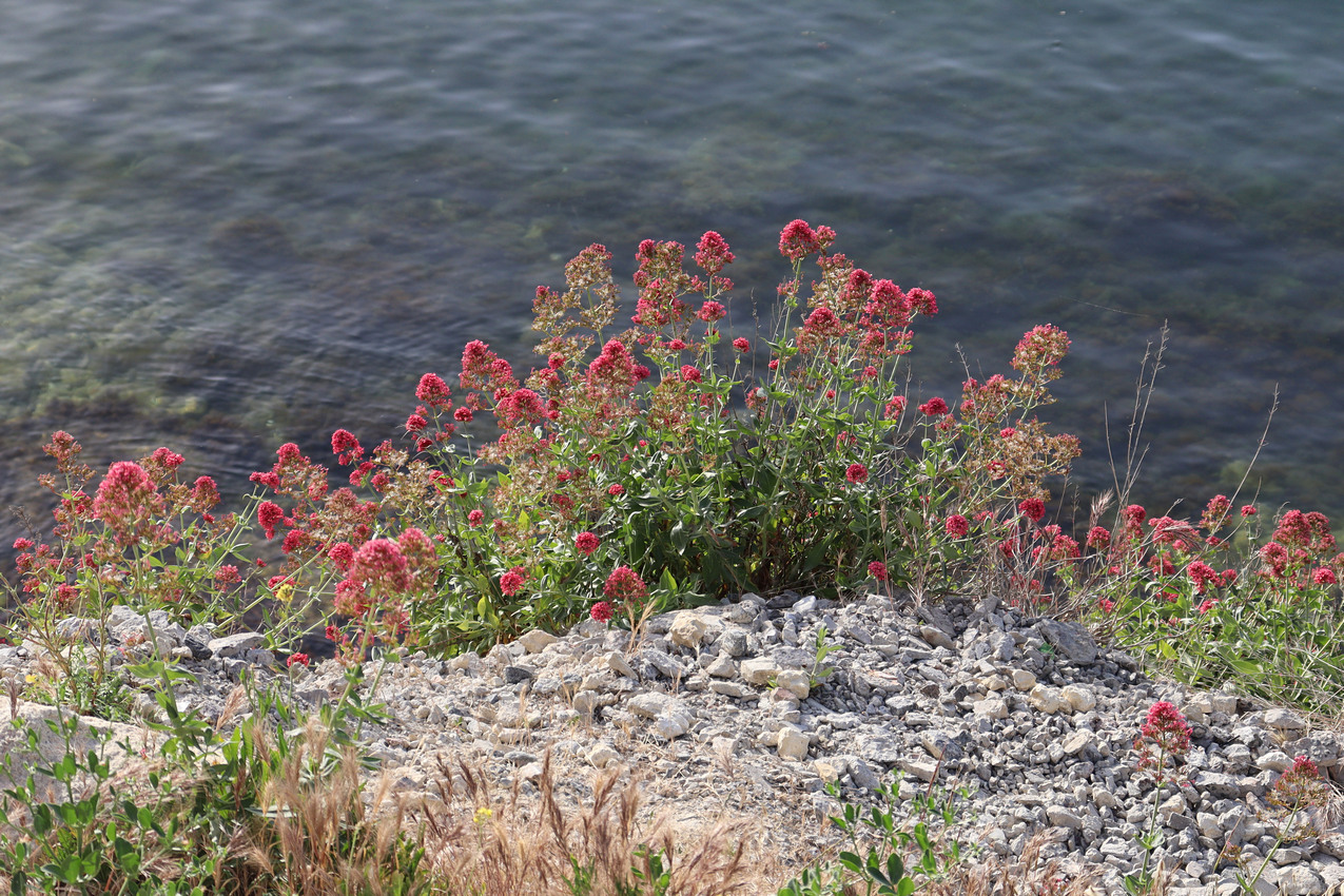 Image of Centranthus ruber specimen.