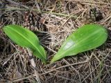 Platanthera bifolia. Вегетирующее растение. Пермский край, г. Пермь, Кировский р-н, опушка в сосновом бору, прилегающий к песчаному карьеру. 16.06.2020.