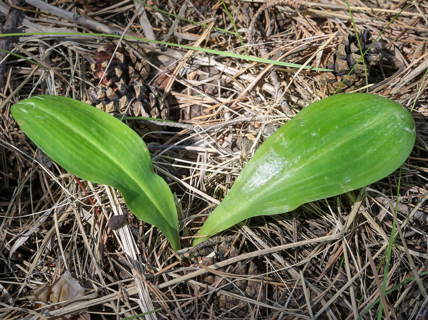 Изображение особи Platanthera bifolia.