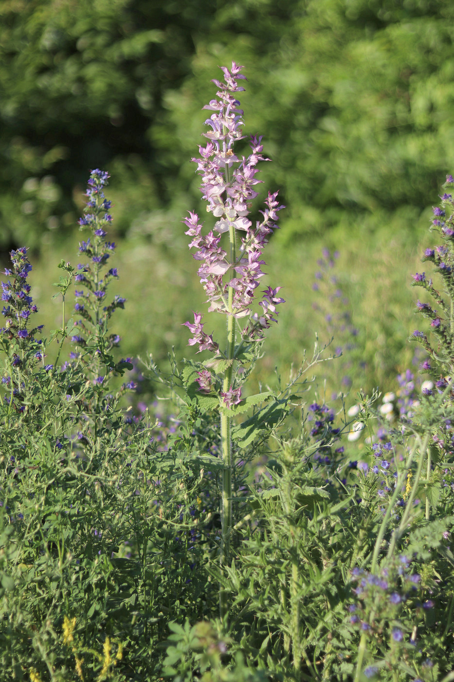 Image of Salvia sclarea specimen.