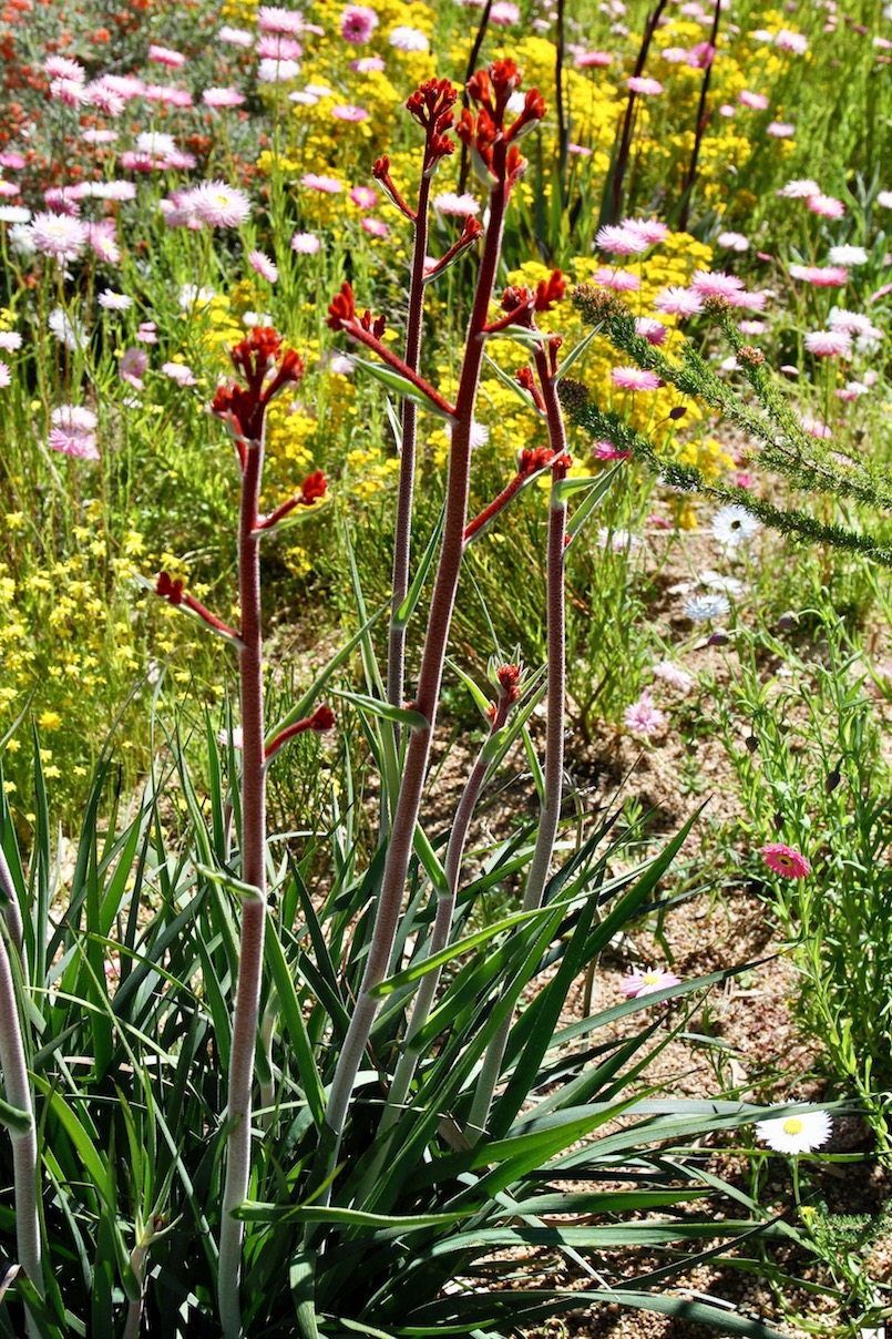 Image of Anigozanthos rufus specimen.
