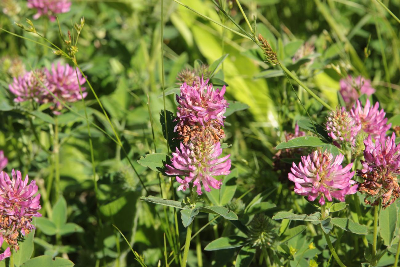 Image of Trifolium medium specimen.