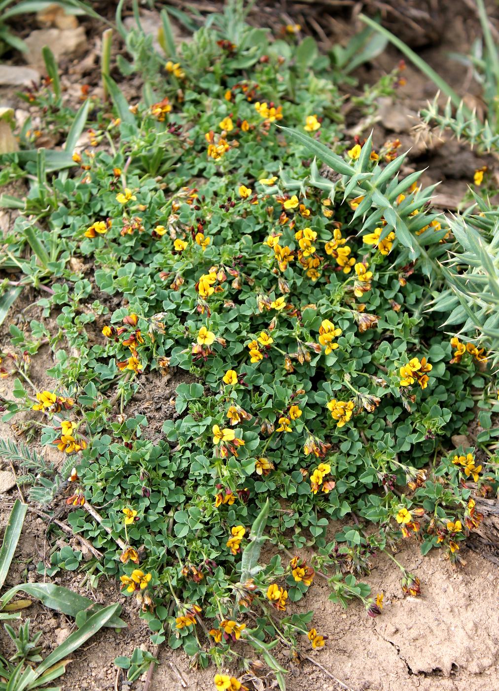 Image of Melilotoides tianschanica specimen.