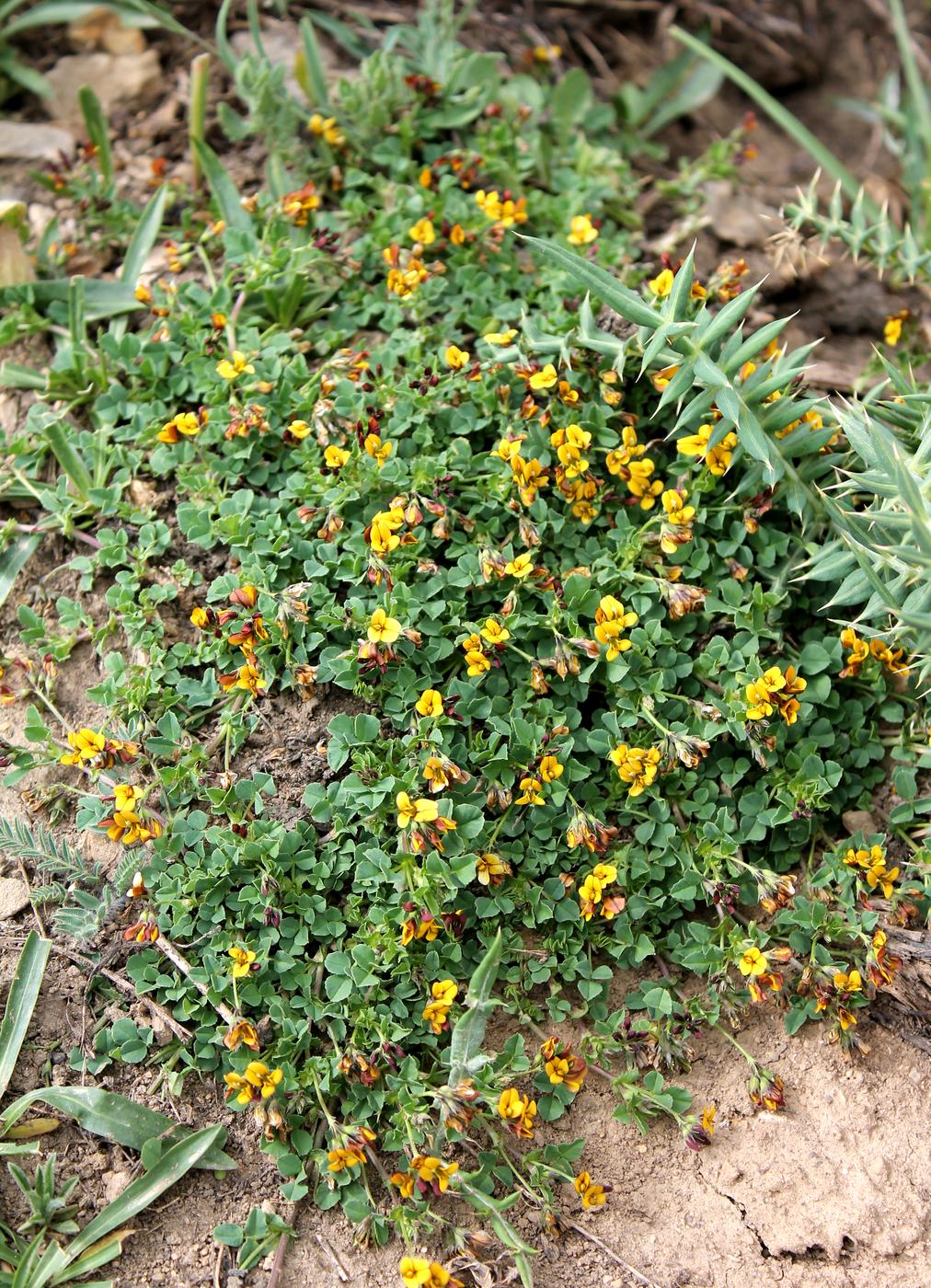 Изображение особи Melilotoides tianschanica.