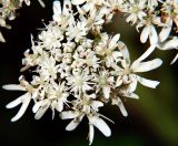 Heracleum moellendorffii. Часть соцветия. Приморский край, Ольгинский р-н, окр. с. Милоградово. 11.08.2009.