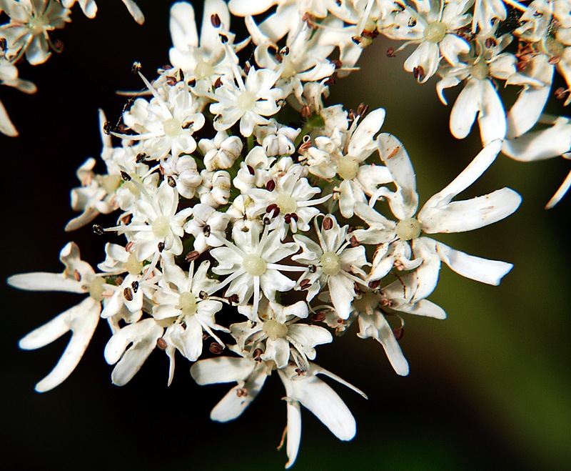 Image of Heracleum moellendorffii specimen.