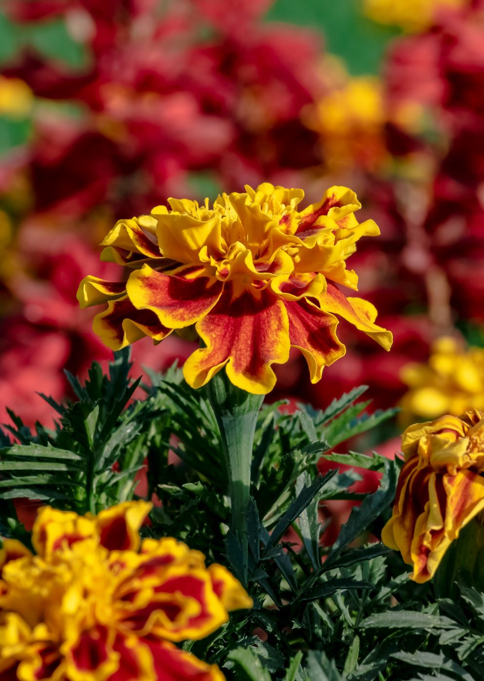 Изображение особи Tagetes patula.