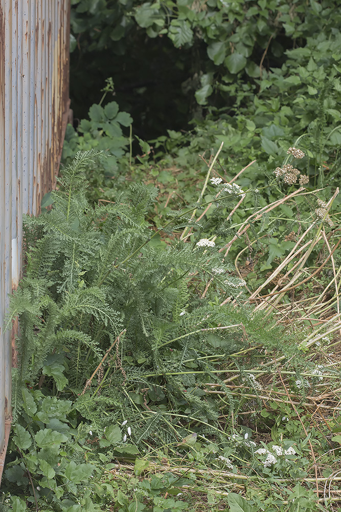 Image of Achillea millefolium specimen.