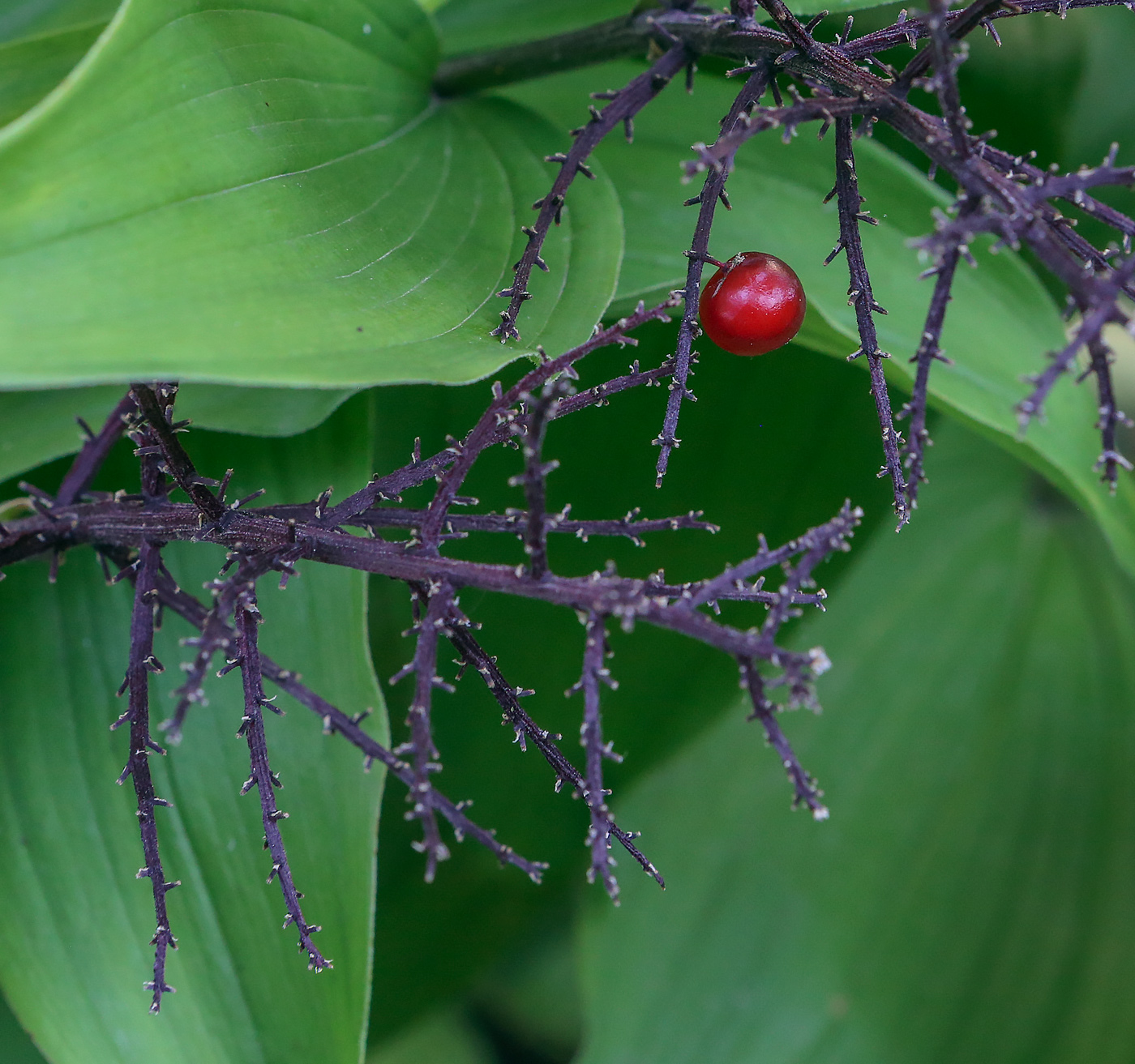 Изображение особи Smilacina racemosa.