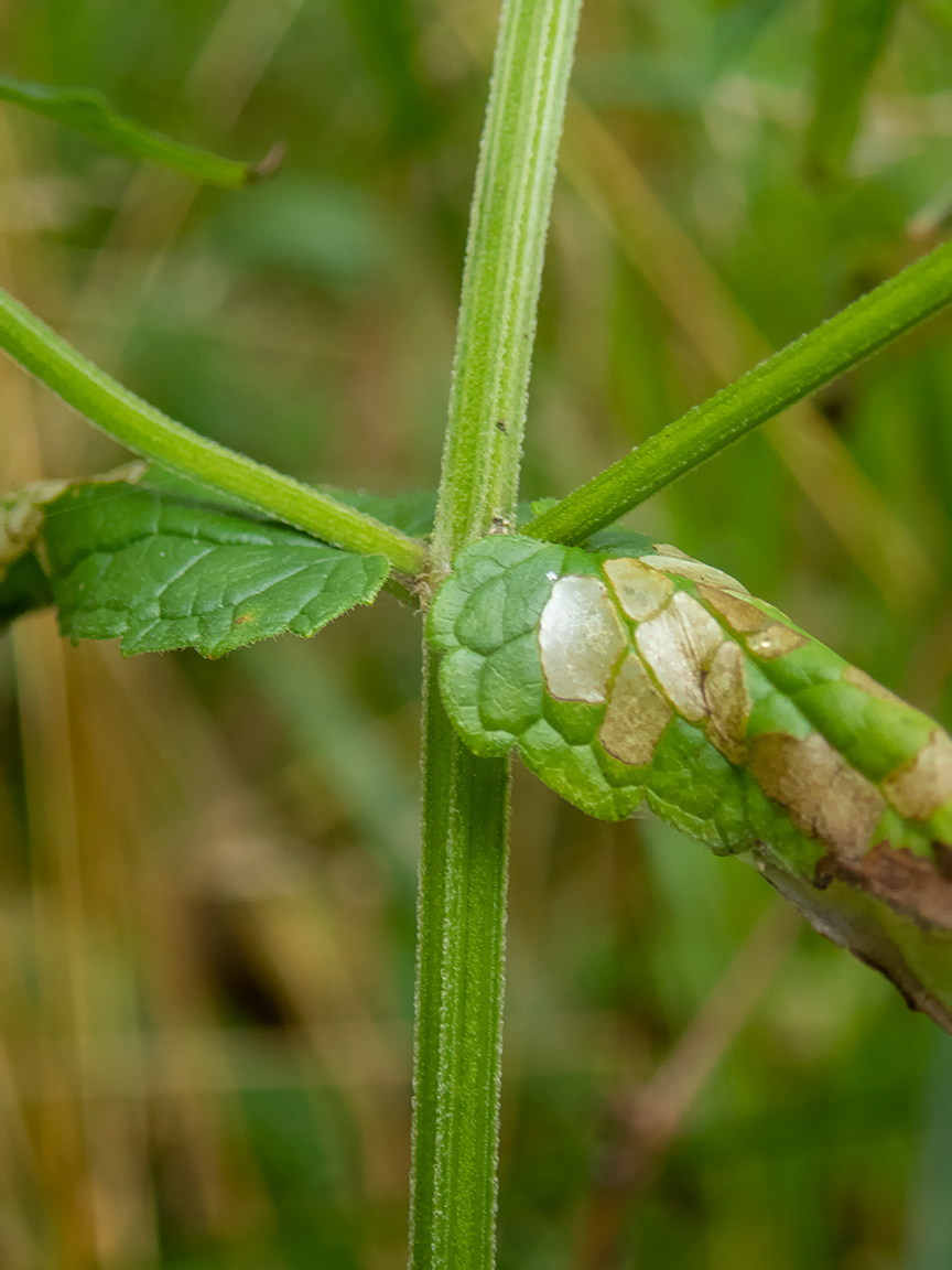 Image of Scutellaria galericulata specimen.