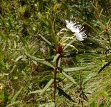 Ledum palustre