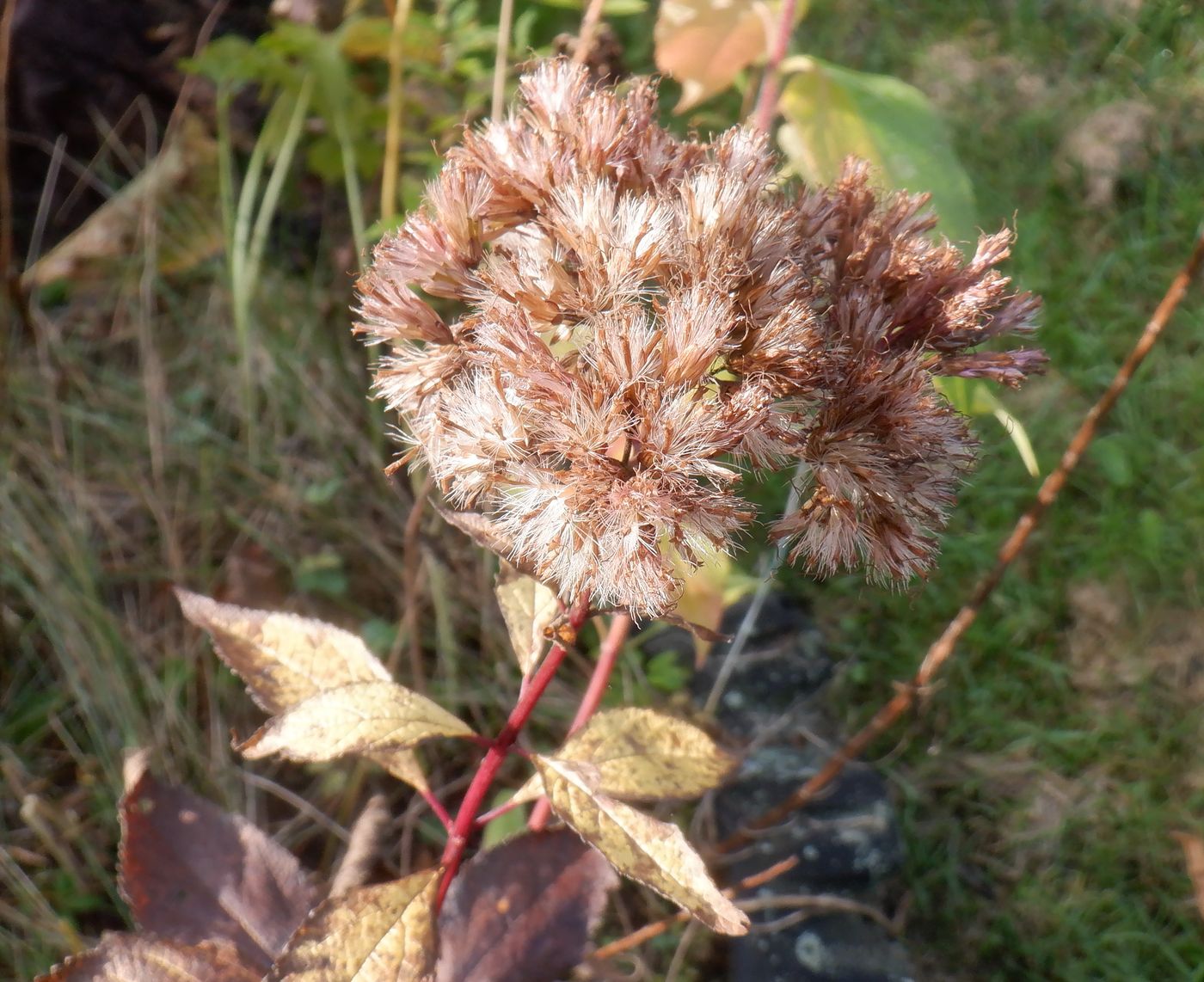 Image of Eupatorium purpureum specimen.