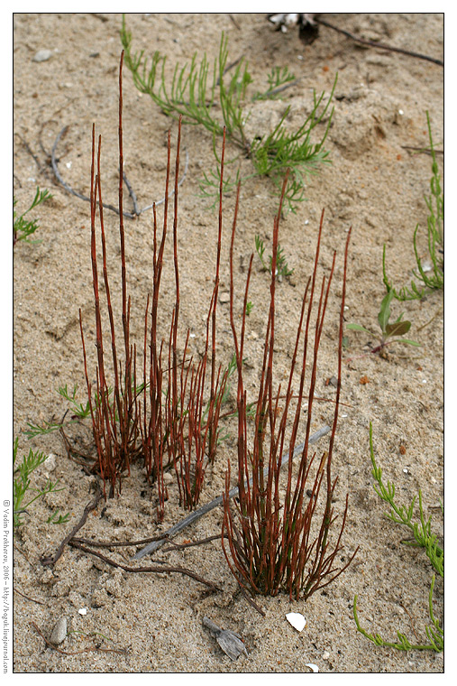 Изображение особи Equisetum arvense.