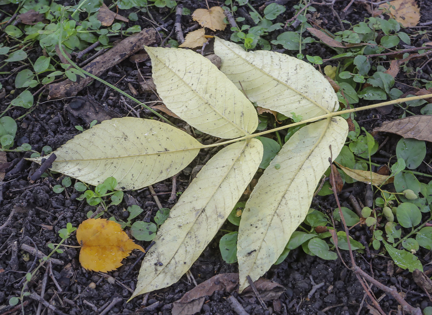 Image of Juglans mandshurica specimen.