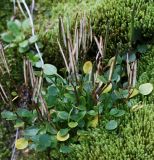 Cardamine bellidifolia