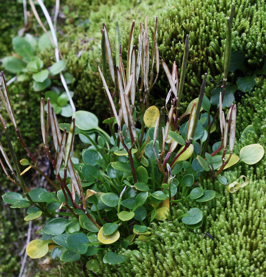 Image of Cardamine bellidifolia specimen.