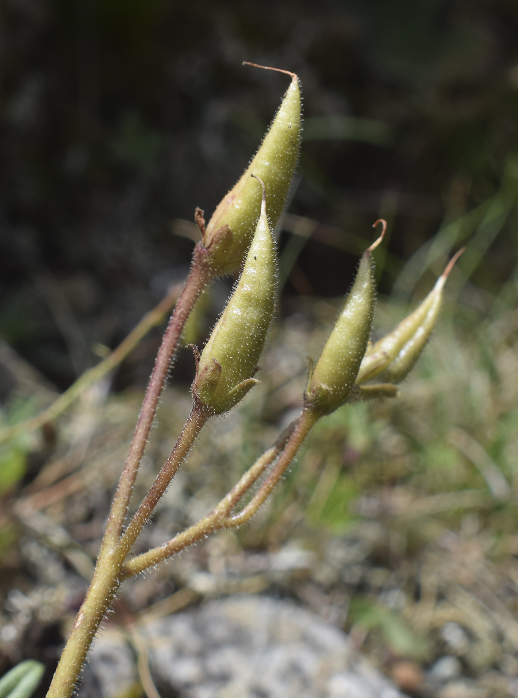 Image of Ramonda myconi specimen.