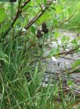 Carex acrifolia