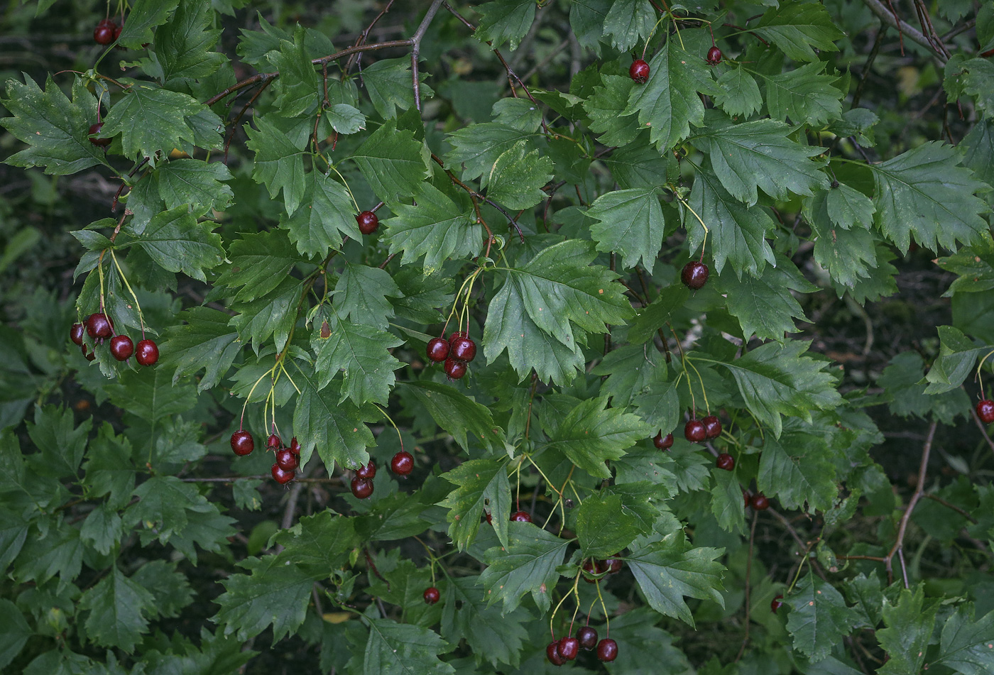 Изображение особи Crataegus almaatensis.