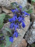 Ajuga genevensis