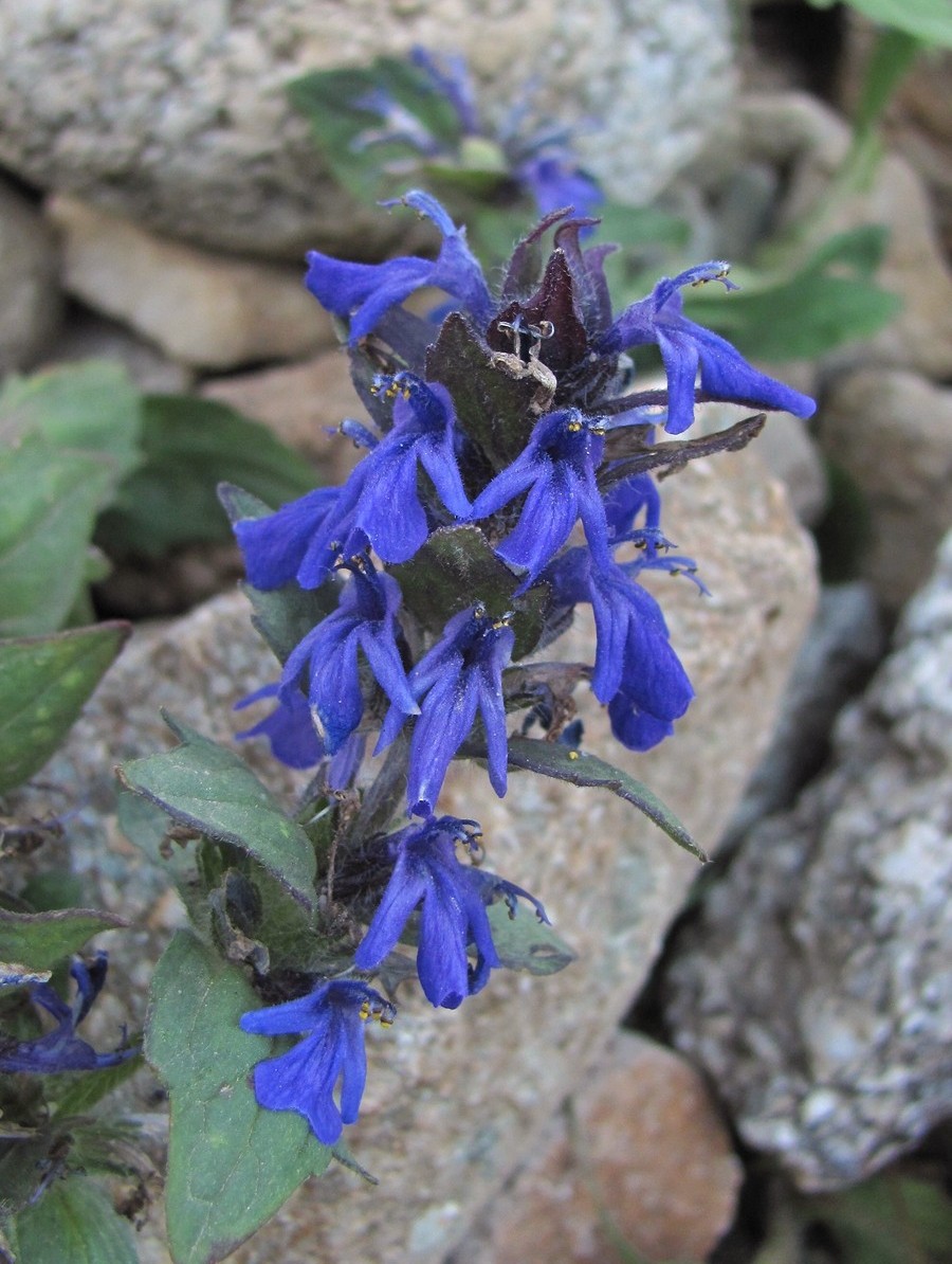 Image of Ajuga genevensis specimen.