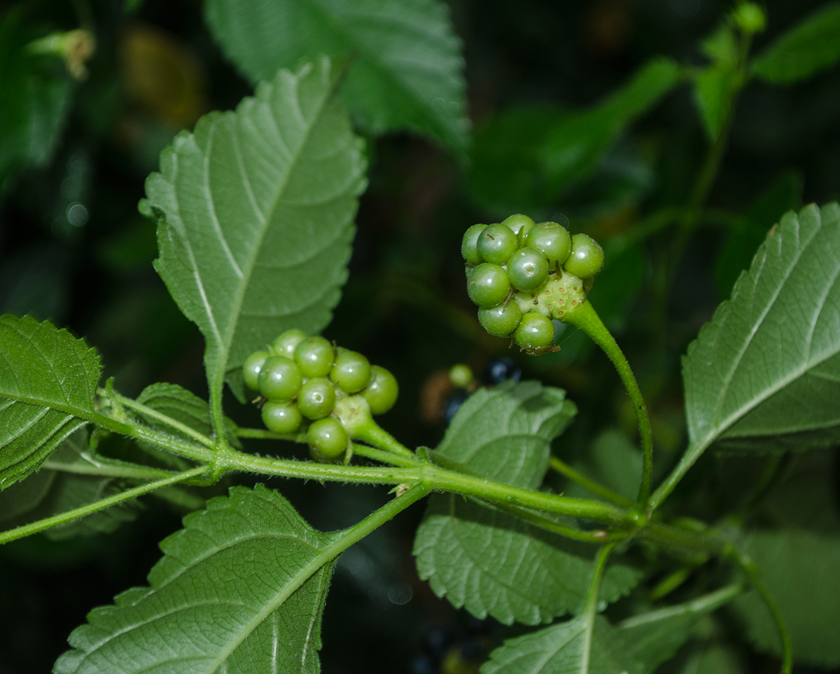 Изображение особи Lantana camara.