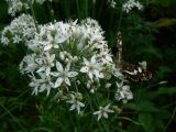 Allium ramosum