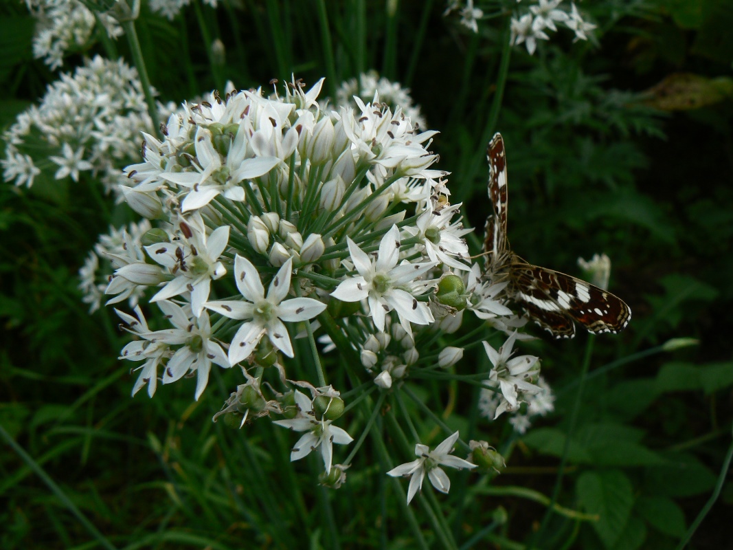 Image of Allium ramosum specimen.