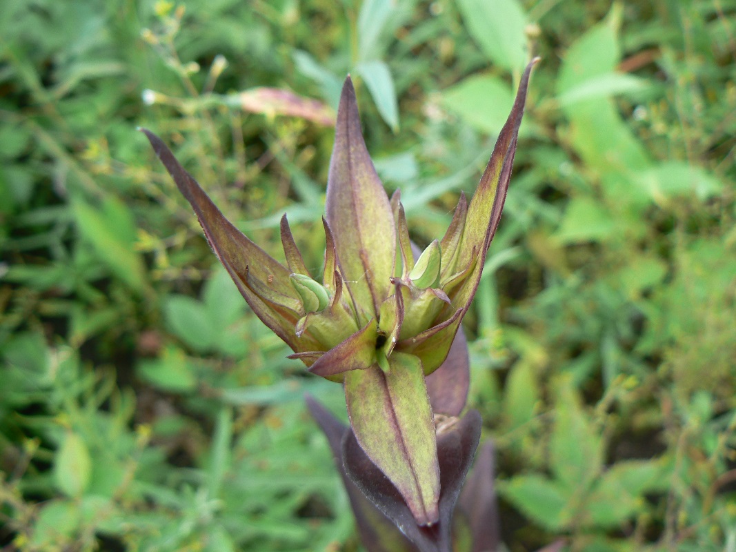 Image of Gentiana triflora specimen.