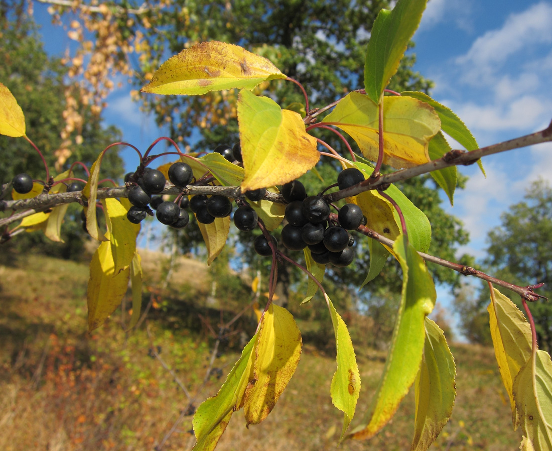 Image of Rhamnus cathartica specimen.