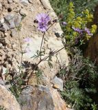 Geranium tuberosum