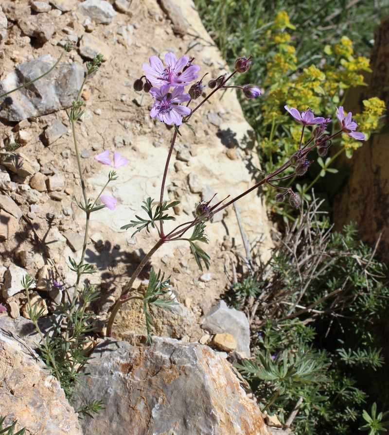 Image of Geranium tuberosum specimen.