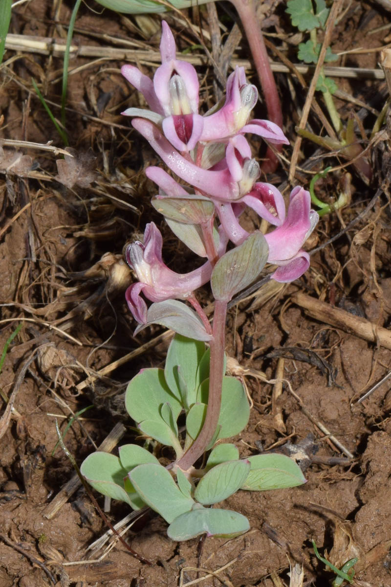 Image of Corydalis ledebouriana specimen.