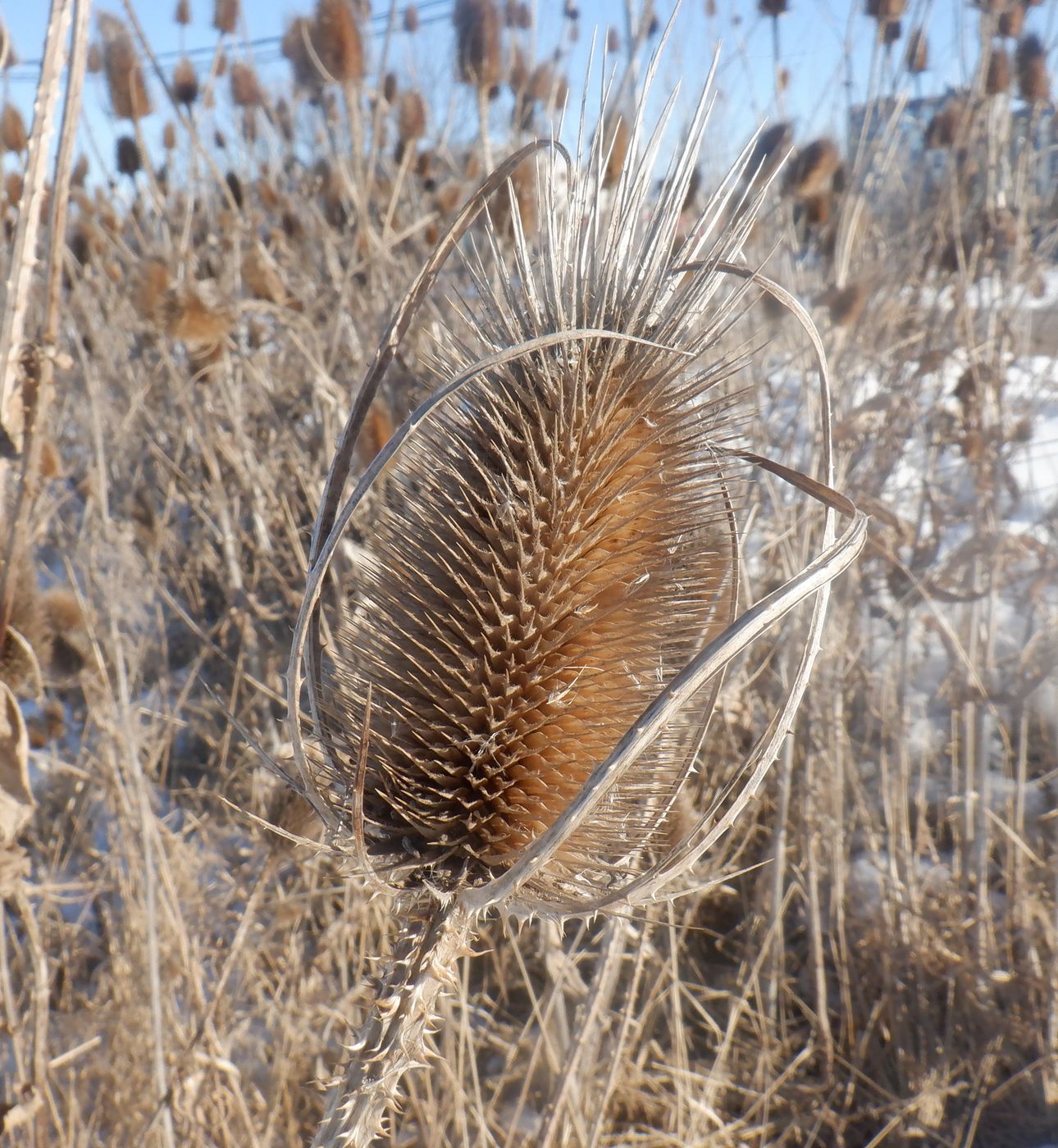 Изображение особи Dipsacus fullonum.