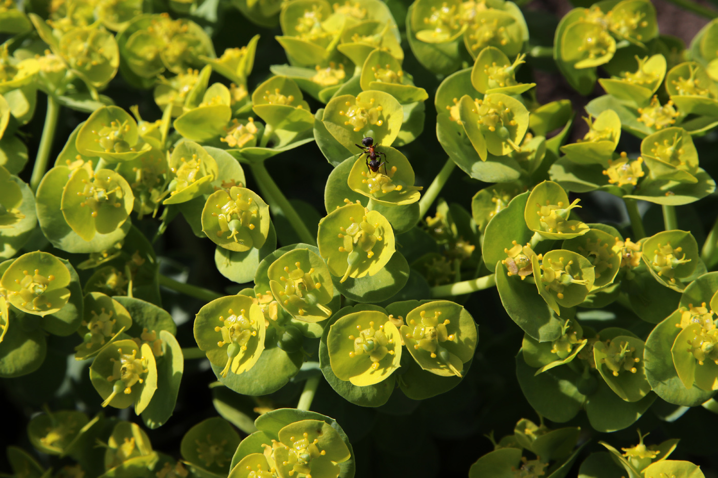 Изображение особи Euphorbia myrsinites.