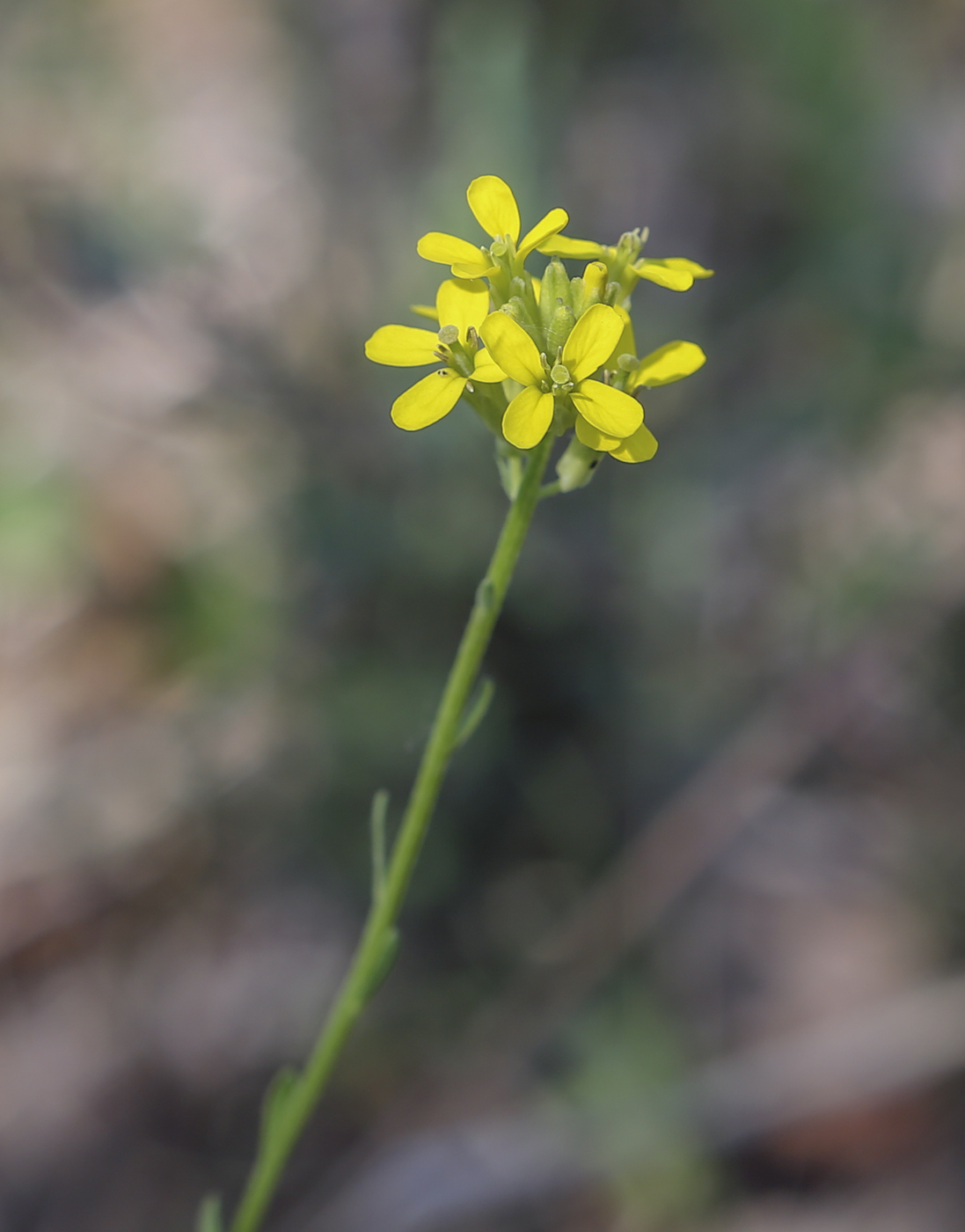 Image of Erysimum hieraciifolium specimen.