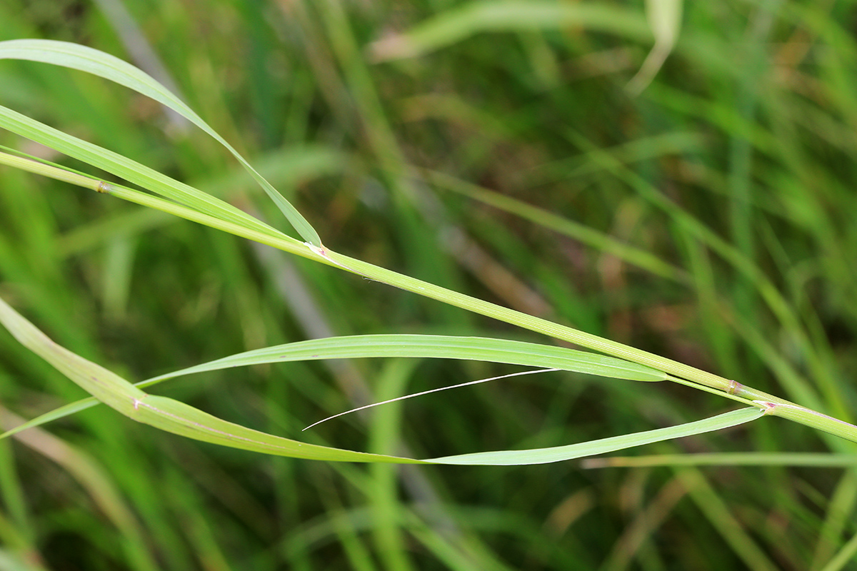 Image of Glyceria spiculosa specimen.