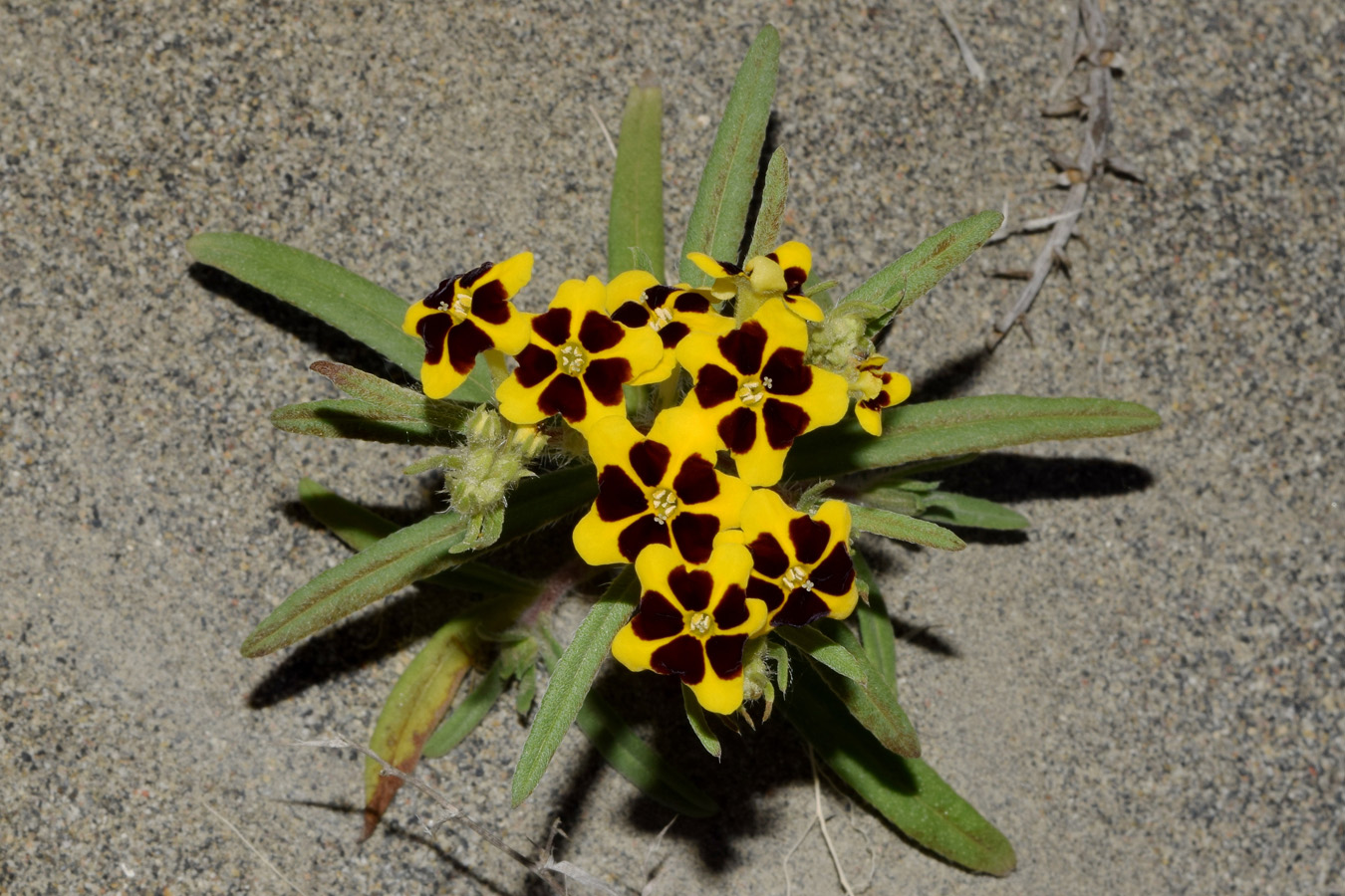 Image of Arnebia coerulea specimen.