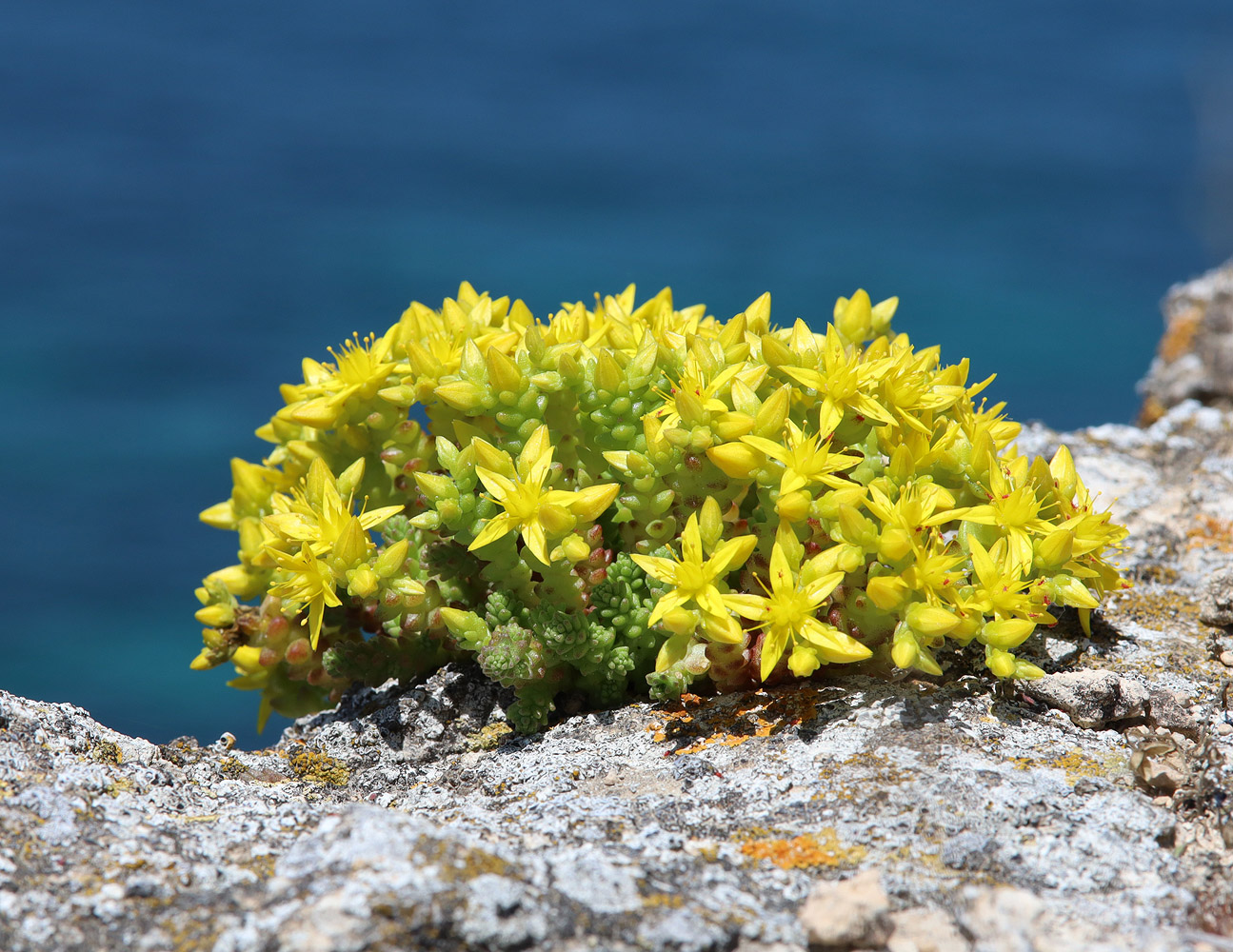 Image of Sedum acre specimen.