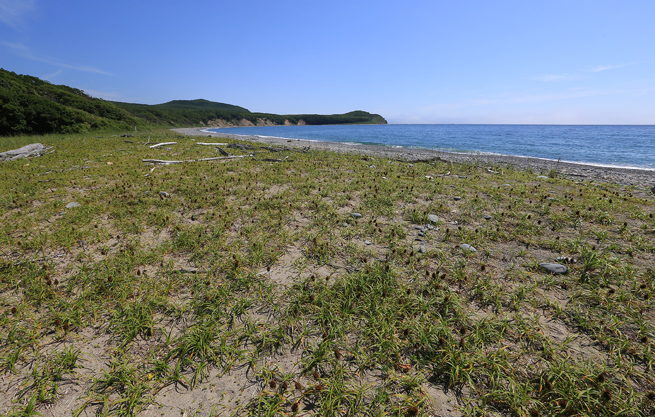 Image of Carex macrocephala specimen.