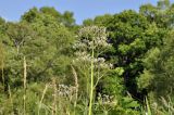 Valeriana amurensis