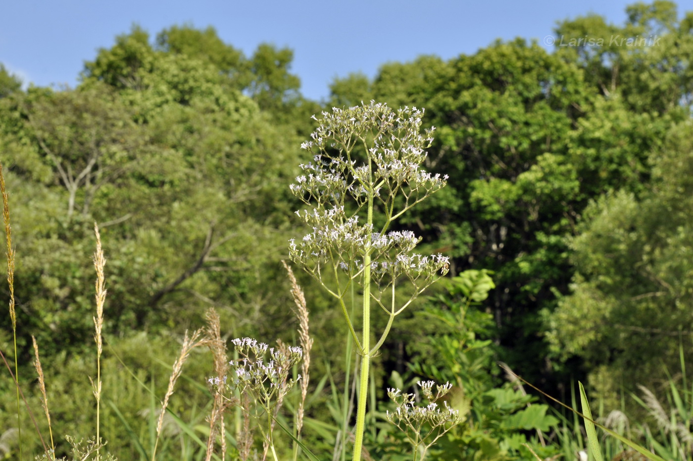 Image of Valeriana amurensis specimen.