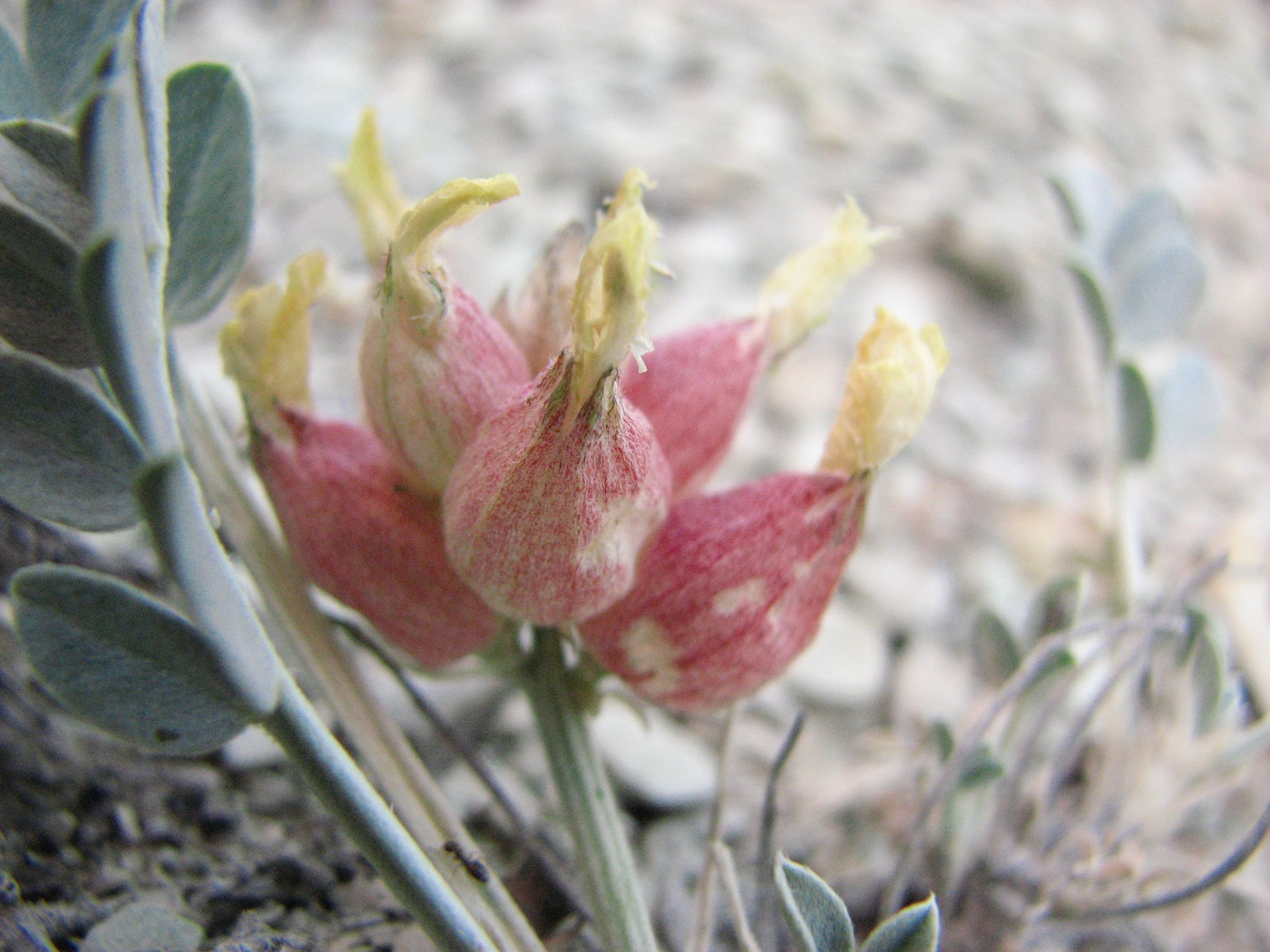 Image of Astragalus calycinus specimen.