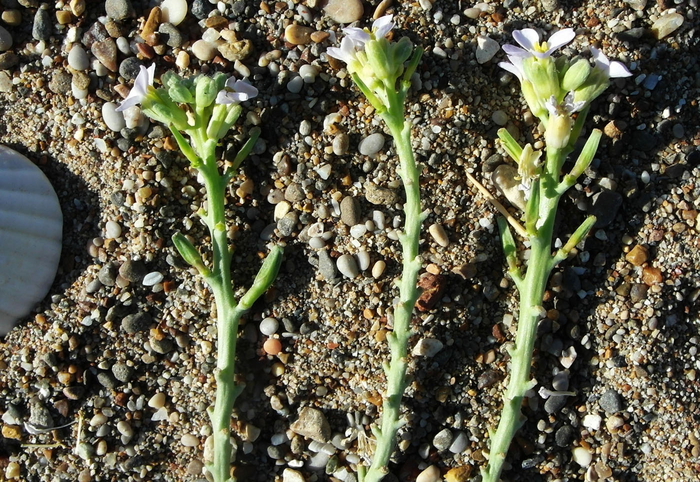 Image of Cakile maritima specimen.